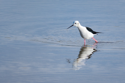 Echasse blanche