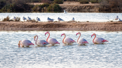 Flamants roses