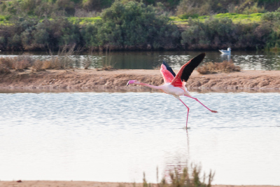 Flamant rose