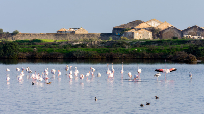 Flamants roses