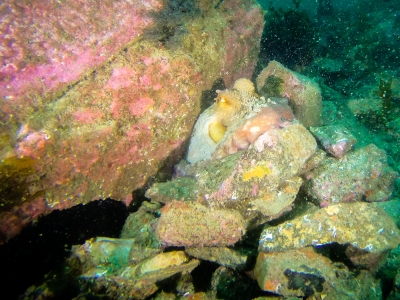 Poulpe à Basse du Palais (Belle-Ile-en-Mer)