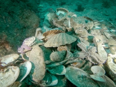 Poulpe à Basse du Palais (Belle-Ile-en-Mer)