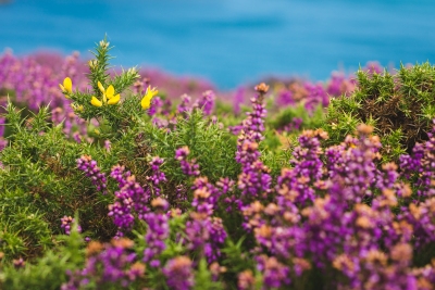 Végétation au Cap Fréhel