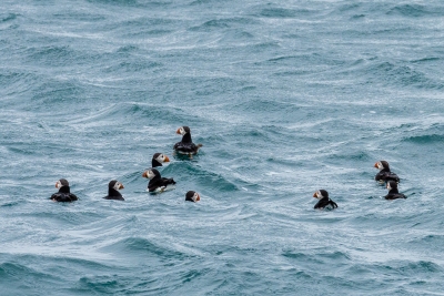 Macareux aux sept iles