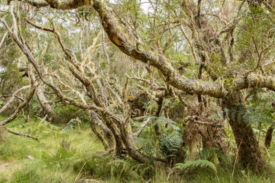 Plaine des Tamarins