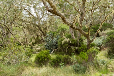 Plaine des Tamarins