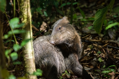 Corcovado-39