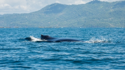 Manuel Antonio Uvita-31