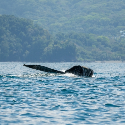 Manuel Antonio Uvita-33