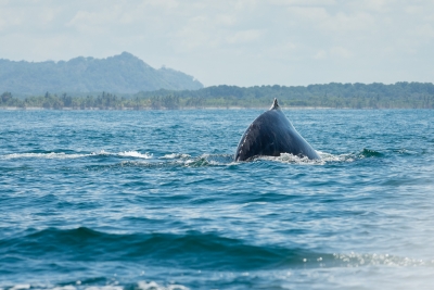 Manuel Antonio Uvita-34