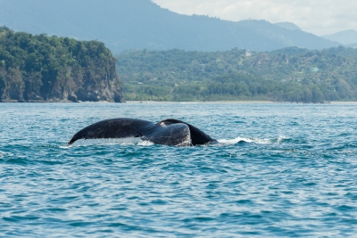 Manuel Antonio Uvita-37