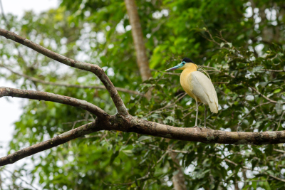 Amazonie-58