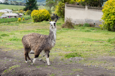 Lama