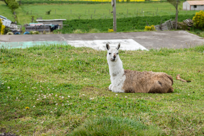 Lama