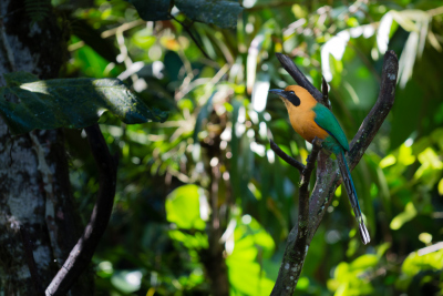 Motmot à bec large