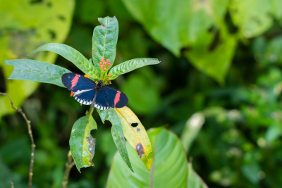 Serre aux papillons