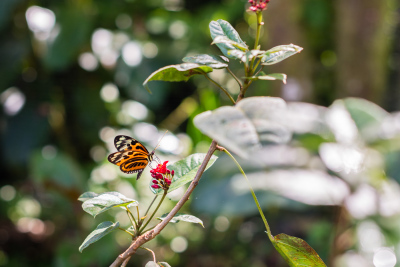 Serre aux papillons