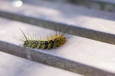 Serre aux papillons