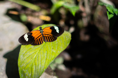 Serre aux papillons