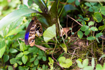 Serre aux papillons