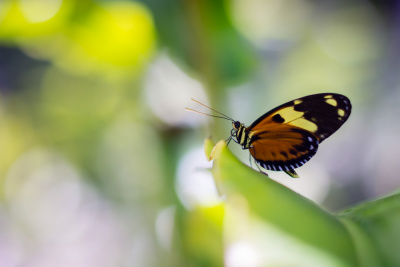 Serre aux papillons