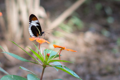 Serre aux papillons