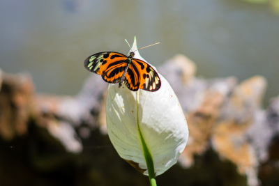 Serre aux papillons