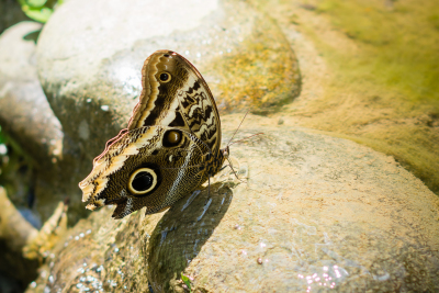 Serre aux papillons