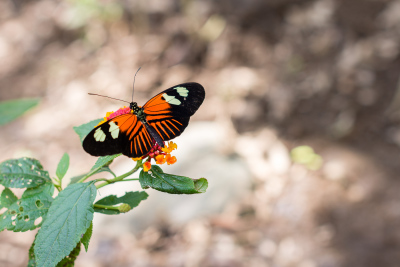 Serre aux papillons