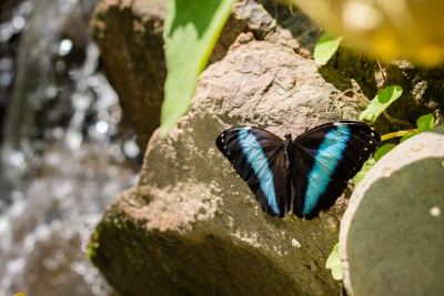 Serre aux papillons