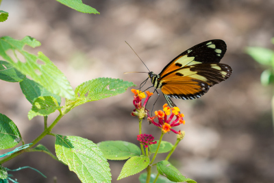 Serre aux papillons