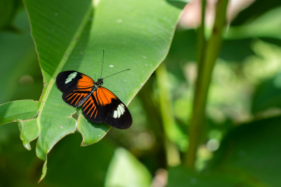 Serre aux papillons