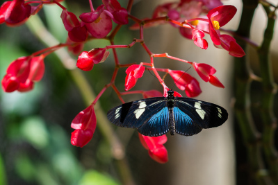 Serre aux papillons