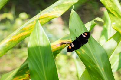 Serre aux papillons