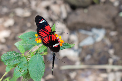 Serre aux papillons