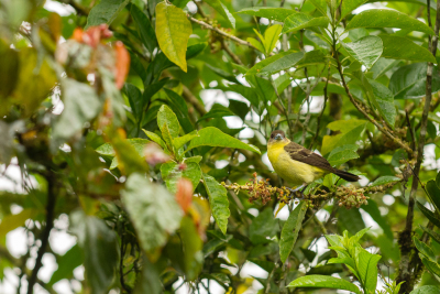 Observation d'oiseaux