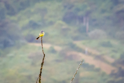 Observation d'oiseaux