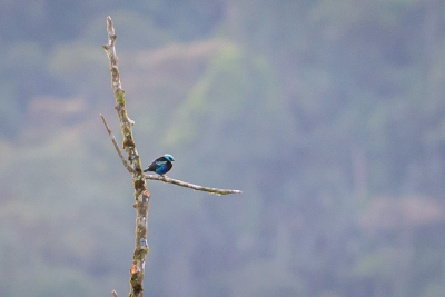 Observation d'oiseaux