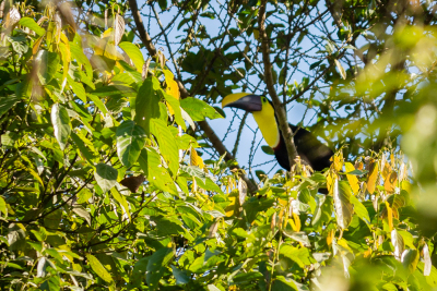 Toucan du choco