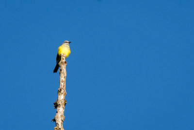 Observation d'oiseaux