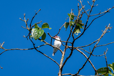 Observation d'oiseaux