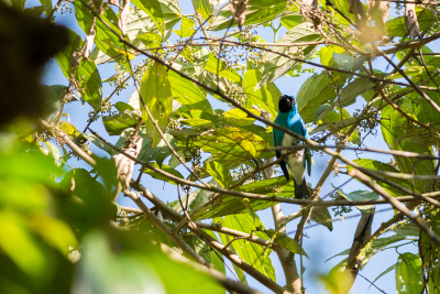 Observation d'oiseaux