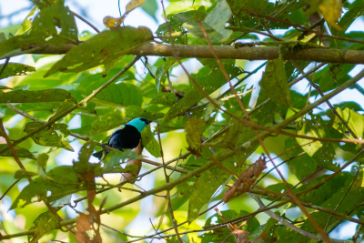 Observation d'oiseaux