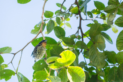 Observation d'oiseaux