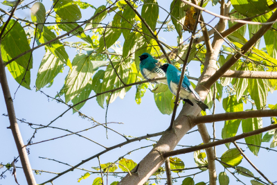 Observation d'oiseaux