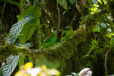 Toucanets à croupion rouge