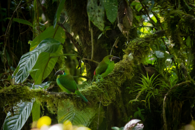 Toucanets à croupion rouge