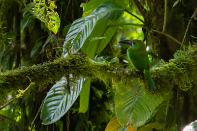 Toucanet à croupion rouge