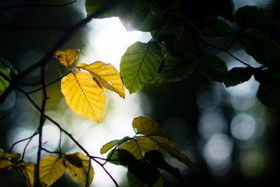 Automne (25)