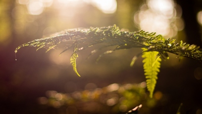 Automne (25)